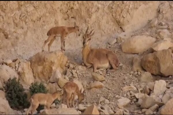 سه‌قلوزایی بز وحشی در منطقه حفاظت‌شده خائیز کهگیلویه