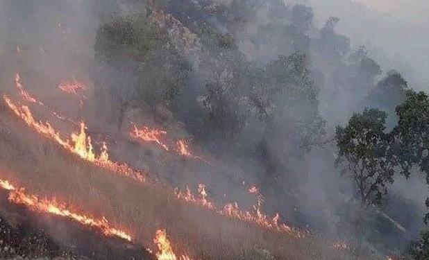 جنگل‌های تله تنکابن دچار حریق شد