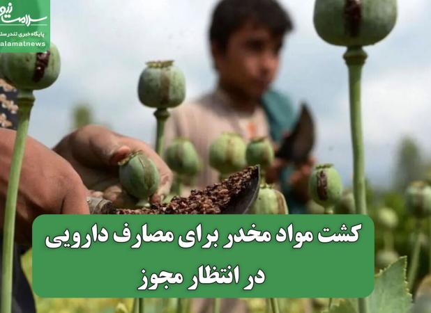 کشت مواد مخدر برای مصارف دارویی در انتظار مجوز