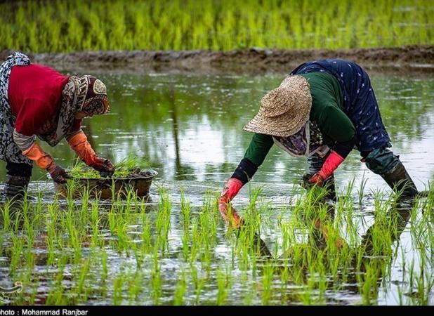 هسته ای در کشاورزی ــ ۱۸ | تهیه نشاهای مقاوم برنج، گوجه‌فرنگی و توتون، با فناوری هسته‌ای