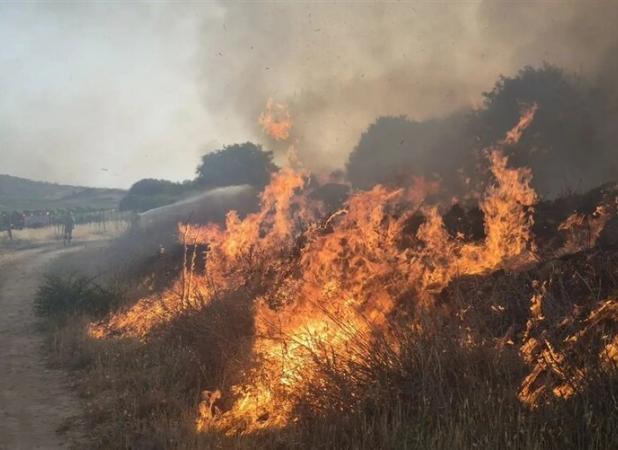 آتش دوباره در پارک ملی بمو شیراز افتاد