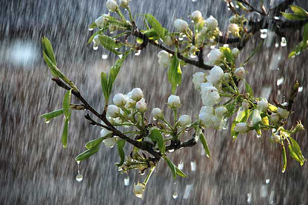 بارش پراکنده برف و باران در استان البرز