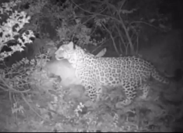 حضور قدرتمند پلنگ ایرانی در منطقه شکارممنوع تپال شاهرود