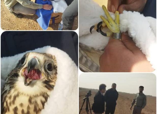 درمان و رهاسازی یک بالابان توسط محیط زیست البرز