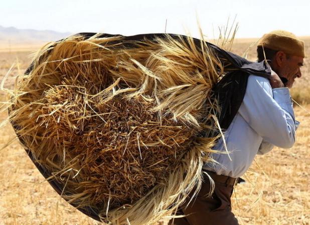 محل تأمین اعتبار خرید تضمینی گندم باید تغییر کند