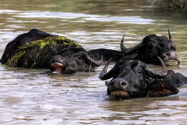 تصاویر دیدنی و بامزه از حیوانات که روزتان را می‌سازند