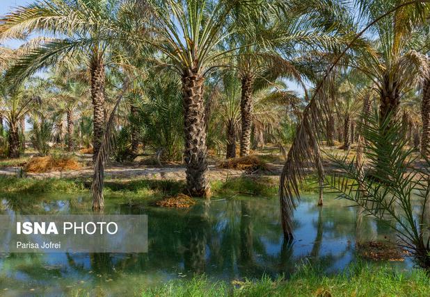 اصلاح شیوه آبیاری در بیش از ۱۰ هزار هکتار از نخیلات بوشهر آغاز شد