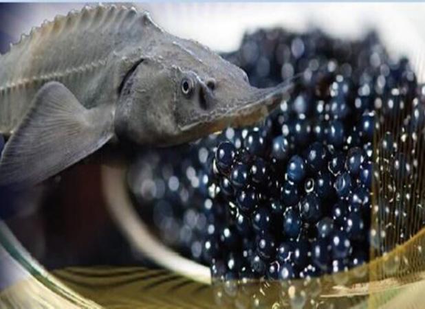 بیش از ۹۰ درصد خاویار تولیدی کشور صادر می‌شود