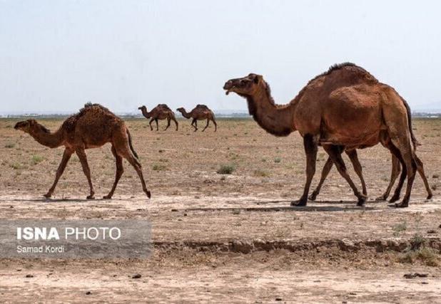 ضعف در معرفی محصولات، مانع بهره برداری کامل از پرورش شتر در بام و صفی آباد