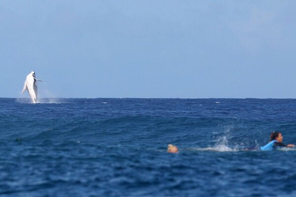 رقص نهنگ در بازی‌های موج سواری المپیک + فیلم
