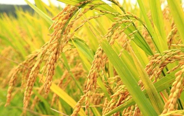 حذف ارز ترجیحی برنج وارداتی منتفی شد