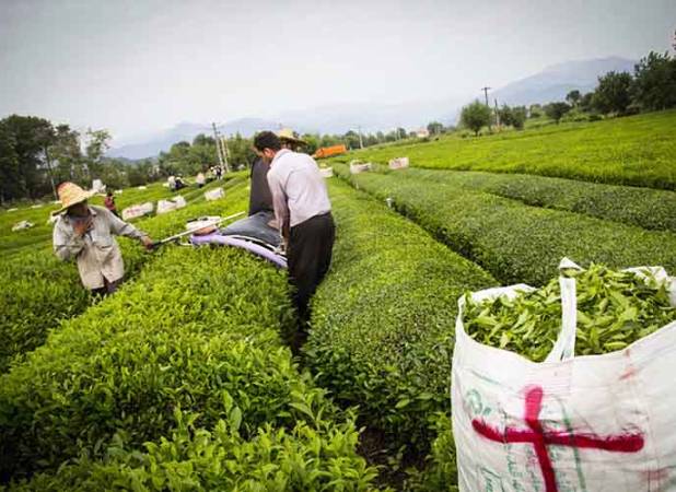 بررسی پیشنهاد ورود برگ سبز چای به بورس درمجلس