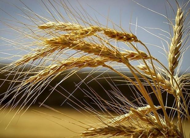  تولید گندم ایران ۴ میلیون تن افزایش می یابد
