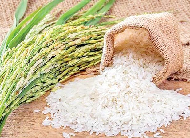 با قیمت‌های غیر واقعی برنج ایرانی برخورد می‌کنیم