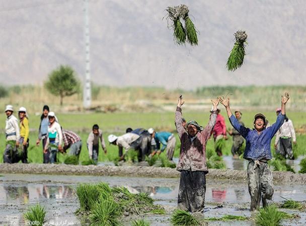 هجوم برنج‌کاران به خوزستان برای اجاره زمین کشاورزی