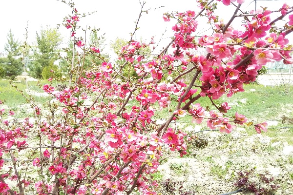 آسمان گلپایگان در ۱۳ بدر آفتابی و پایدار خواهد بود