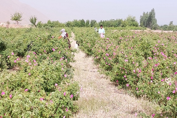 گلپایگان دارای شرایط مطلوب جهت کشت \