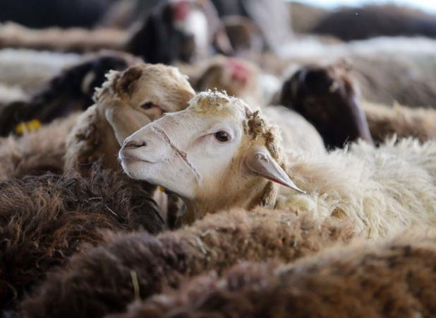 واردات ۳۰ هزار راس دام؛ گوشت قرمز ارزان می‌شود