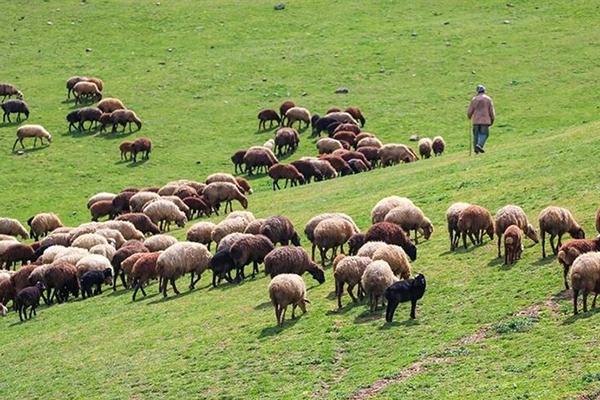 مطالبات دامداران و مرغداران پرداخت می‌شود
