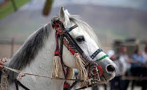 اسب کرد به نام کرمانشاه ثبت ملی شد