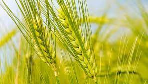 پیش‌بینی خرید ۸ تا ۸.۵ میلیون تن گندم از کشاورزان