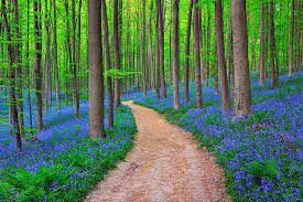 حفظ حیات وحش کلید پیشگیری از پاندمی های آینده