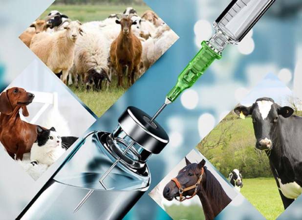 ممنوعیت ثبت سفارش ۹ قلم داروی دامپزشکی