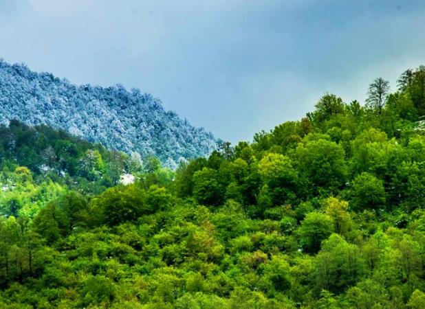حفاظت از جنگل ها تعطیل‌ پذیر نیست