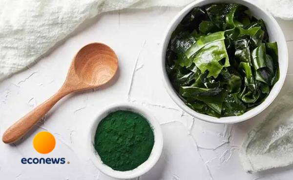 طریقه مصرف جلبک دریایی برای لاغری و کاهش وزن