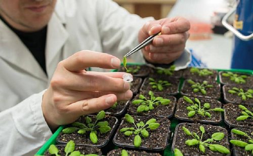 راه اندازی شبکه تخصصی انتقال یافته‌های گیاه پزشکی