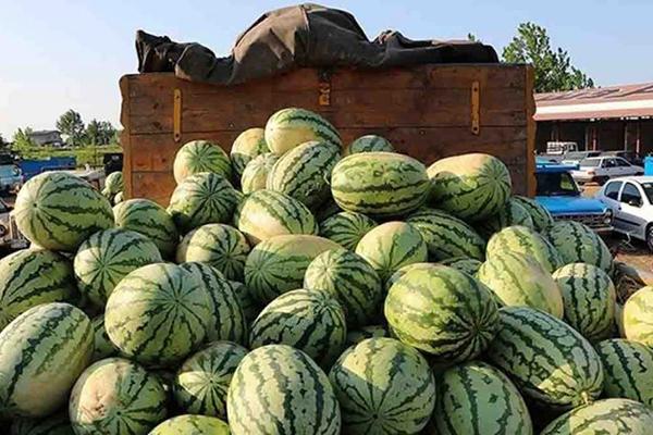 عراق واردات ۶ محصول کشاورزی را ممنوع کرد