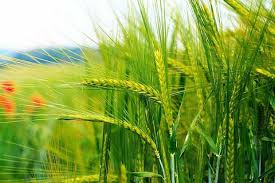  آیا امسال هم مجبور به واردات گندم می‌شویم؟