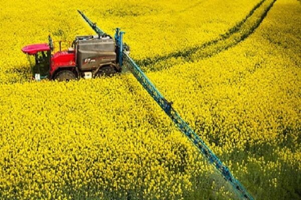 افزایش ۸ هزار تومانی قیمت خرید تضمینی کلزا