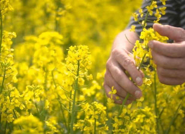 مطالبات کلزاکاران کشور به زودی پرداخت می‌شود