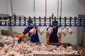 افزایش ۳۴ درصدی عرضه مرغ نسبت به سال قبل
