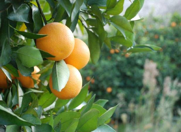 افزایش ۱۰ درصدی برداشت مرکبات از باغات گیلان