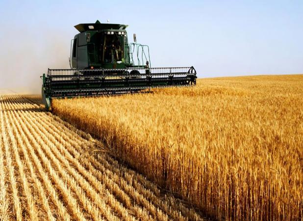 قیمت خرید تضمینی گندم در هاله‌ای از ابهام