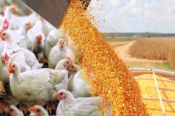 پیشنهاد تشکل‌های نهاده دامی برای ساماندهی بازار