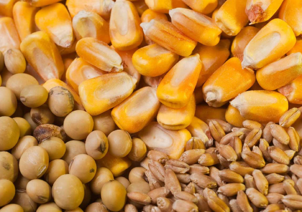 هیچ نگرانی برای تامین نهاده های دامی نیست!