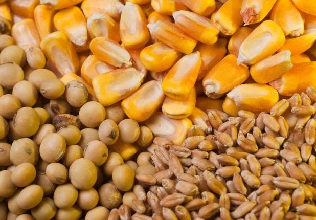 افزایش قیمت نهاده های دامی با حذف ارز ترجیحی