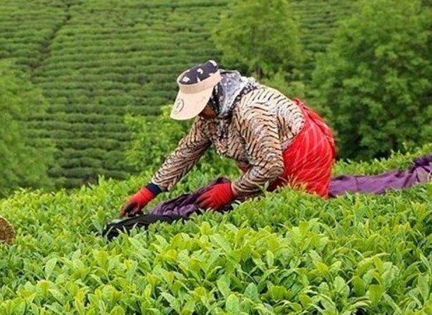 افزایش ۵۲ درصدي قیمت خرید تضمینی چای