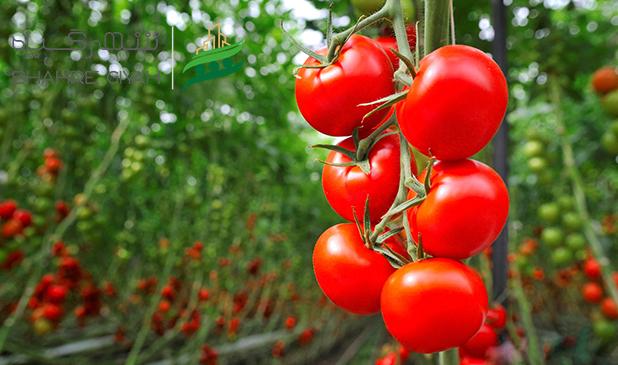 گوجه‌فرنگی آبان و آذر امسال گران نمی‌شود