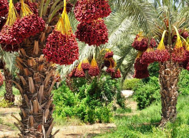 اقتصاد خرما باید تقویت شود/ لزوم اصلاح و احیای نخلستان‌ها