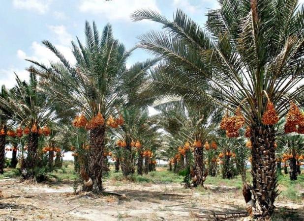 خرماپزان نخلداران در سایه بی‌مهری مسئولان