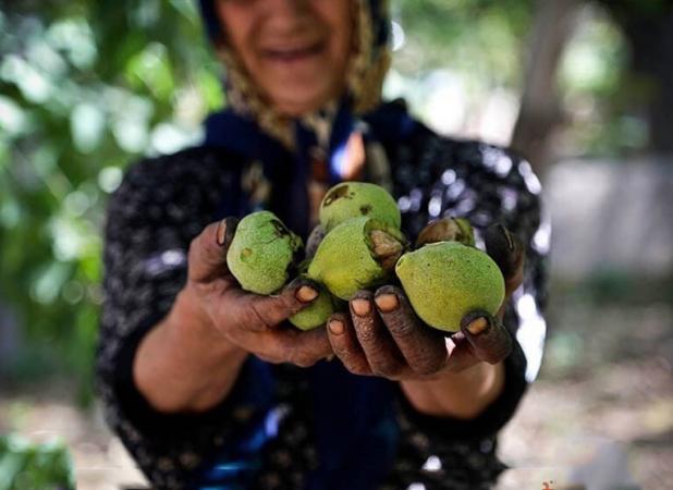 جایگاه سوم ایران در تولید گردو در جهان