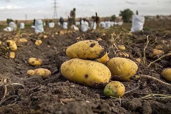 عرضه هوشمند برنج و سیب زمینی با قیمت مصوب