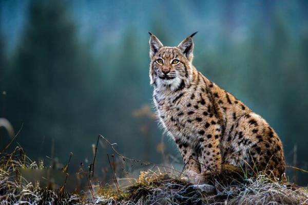 گربه سیاهگوش در فریدن مشاهده شد+عکس