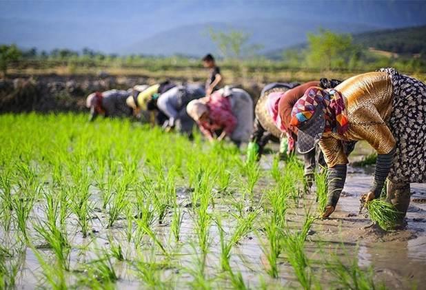 انجام نخستین نشا برنج در استان گیلان