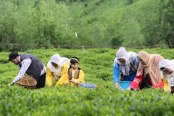 افزایش صادرات چای ایرانی به بازارهای خارجی