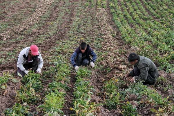 رشد ۲۰ برابری کشت پاییزه چغندرقند در کشور